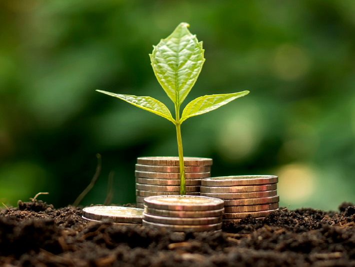 leaf growing out of stack of coins