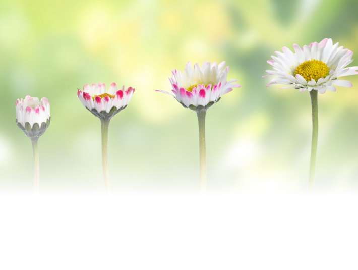 daisies in different stages of growth